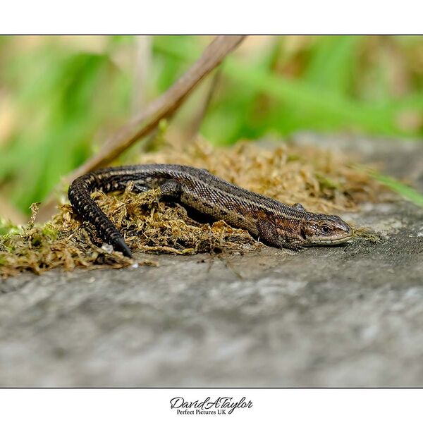 Common Lizard