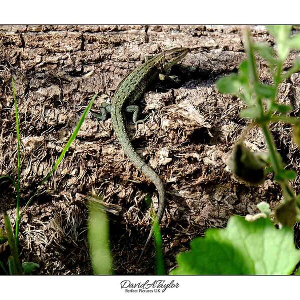 Common Lizard
