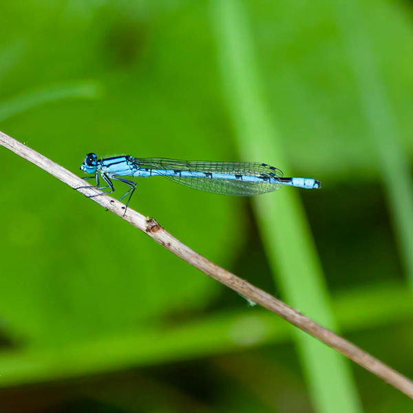 Common Blue damselfly