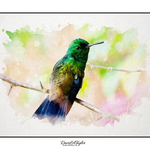 Copperback Hummingbird