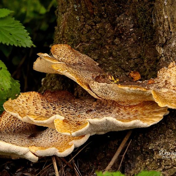 Dryads Saddle