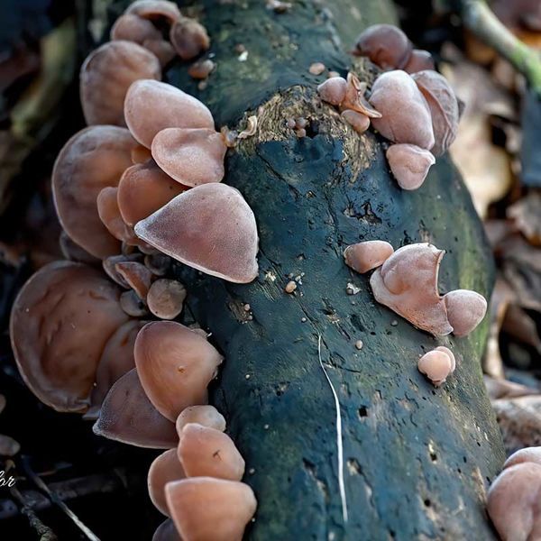Jelly Ear Fungus
