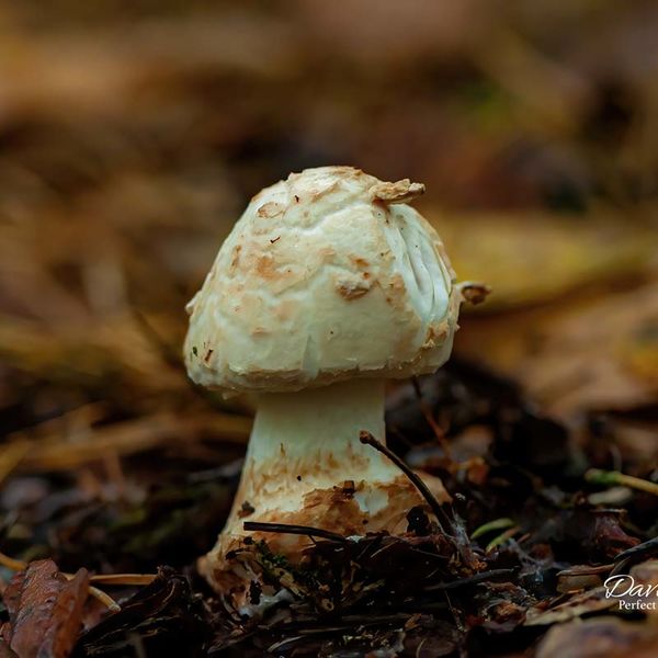 False Deathcap