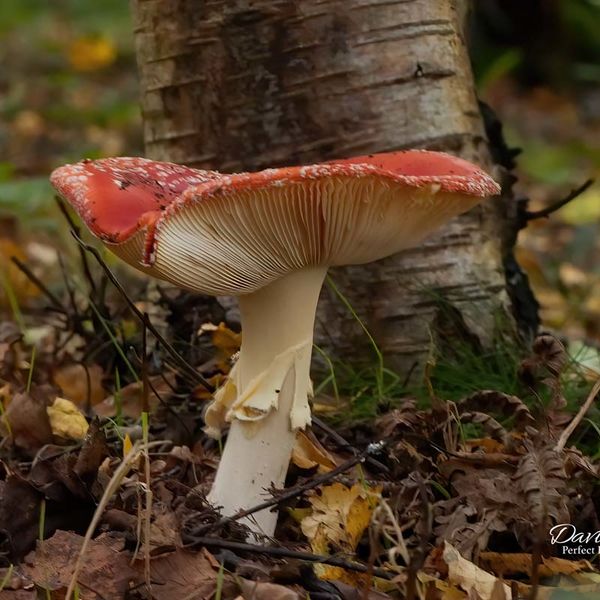 Fly Agaric