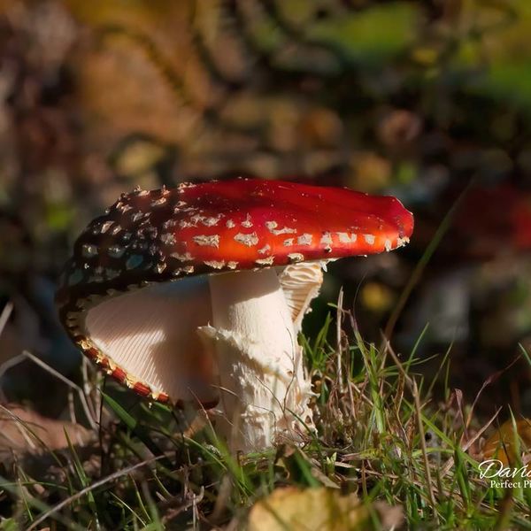 Fly Agaric