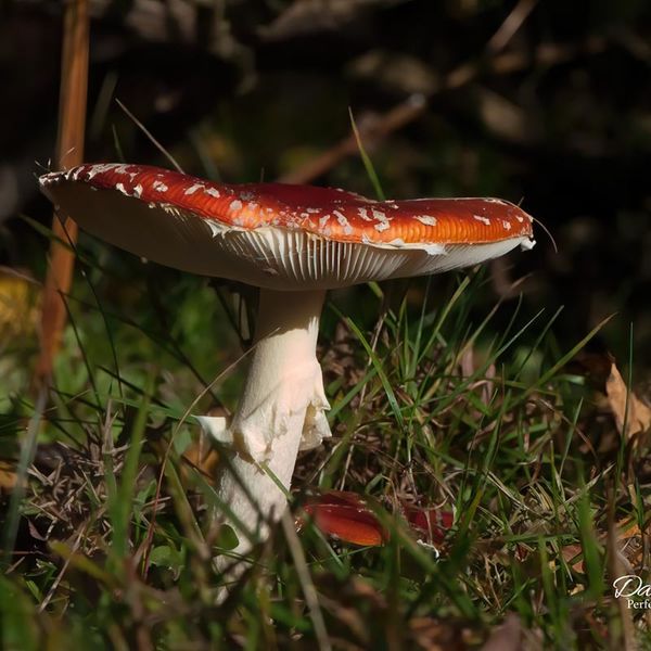Fly Agaric