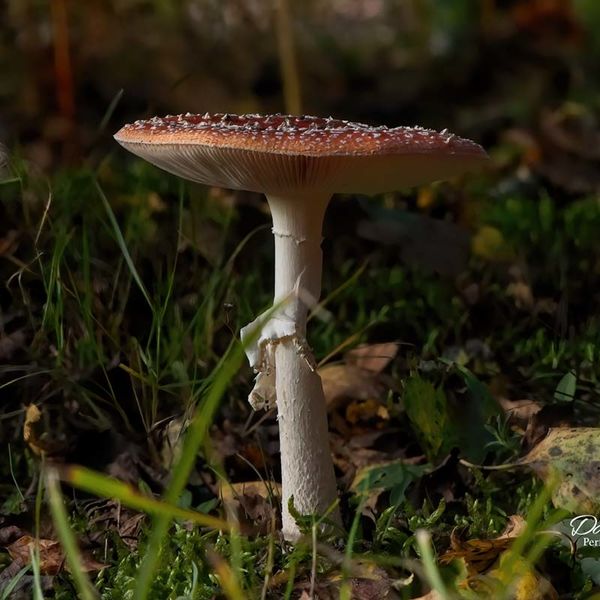 Fly Agaric