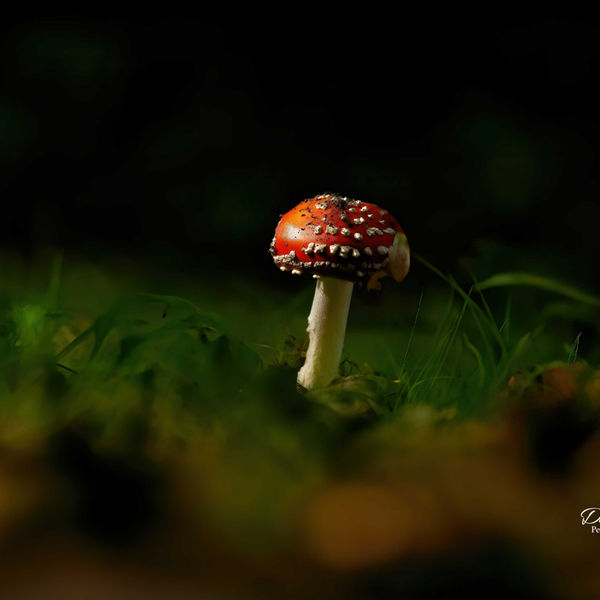 Fly Agaric