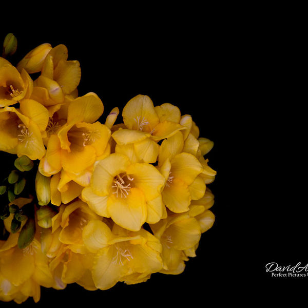 Freesia