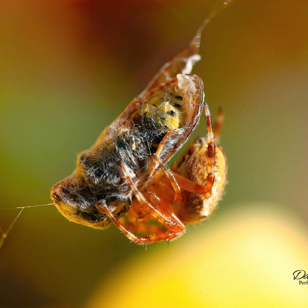 Garden Spider & Diner