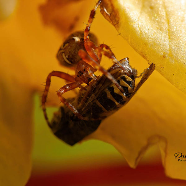 Garden Spider & Diner