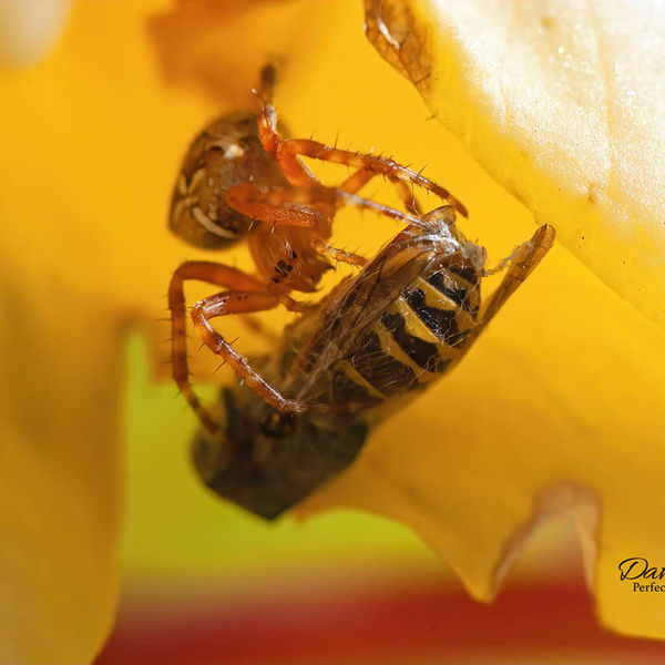Garden Spider & Diner
