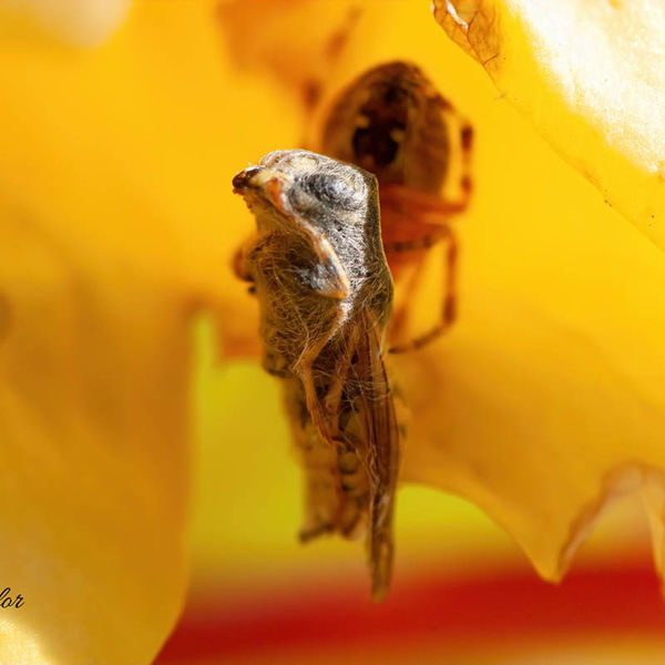 Garden Spider & Diner all wrapped up ....