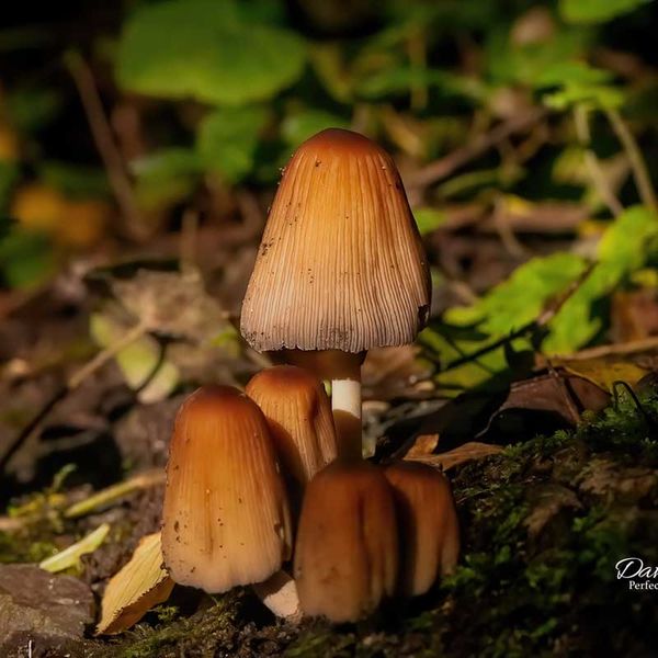 Glistening Inkcap