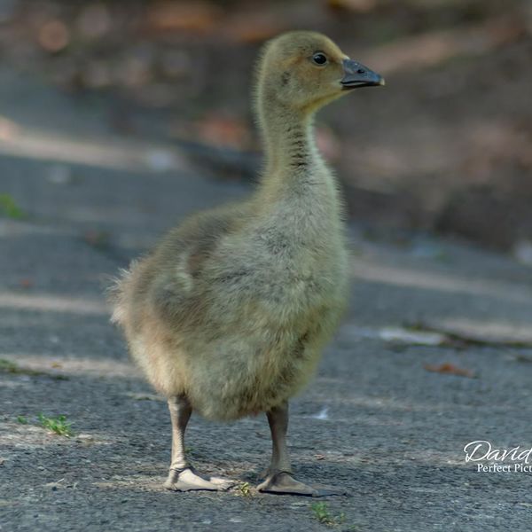 Gosling going for a walk