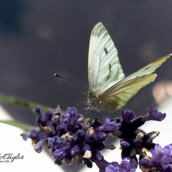 Green-veined White