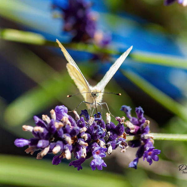 Green-veined White