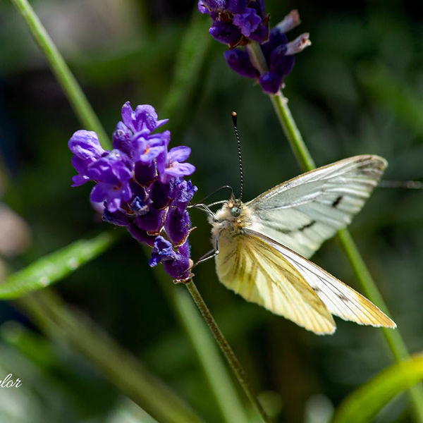 Green-veined White
