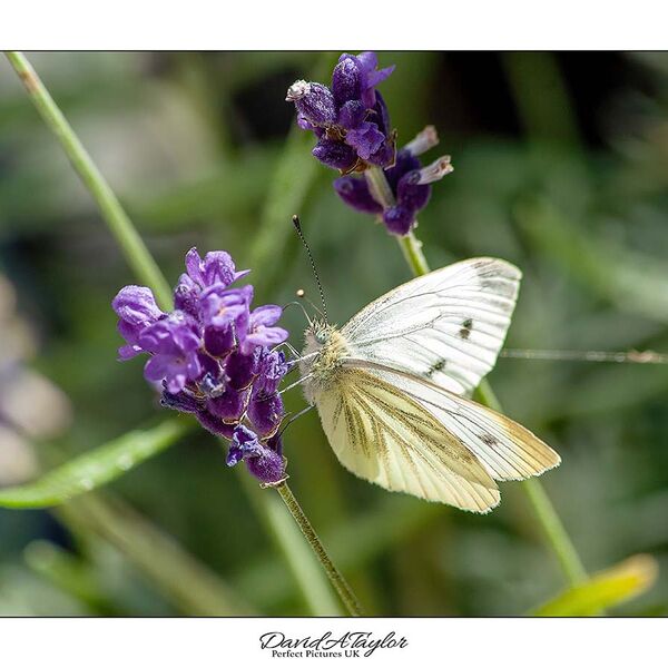 Green-veined White Butterfly