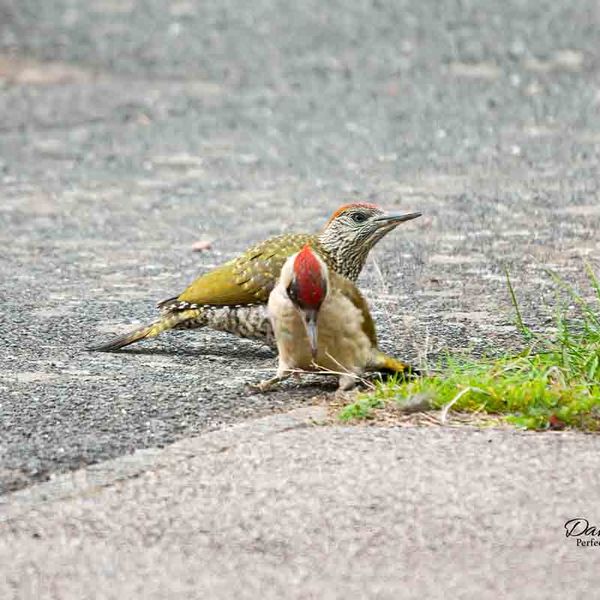 Green Woodpeckers Leicester 2014