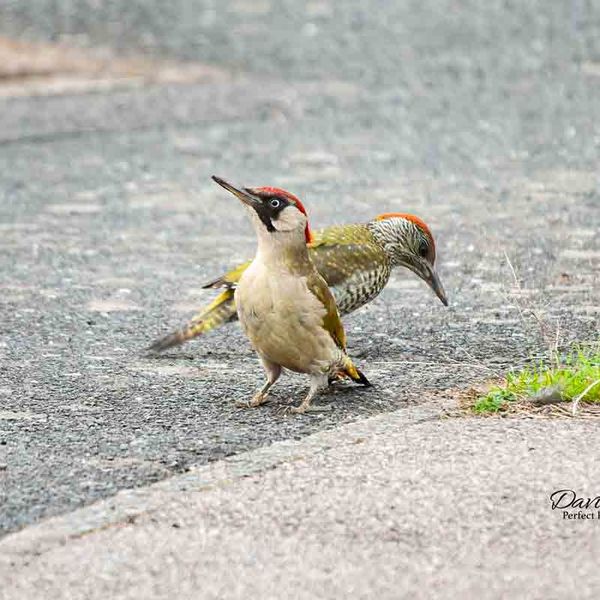 Green Woodpeckers Leicester 2014