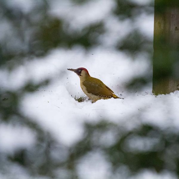 Green Woodpecker Leicester 2013