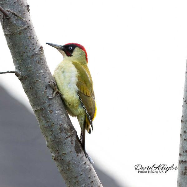 Green Woodpecker Leicester 2014