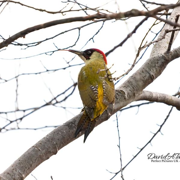 Green WoodPecker Leicester 2014