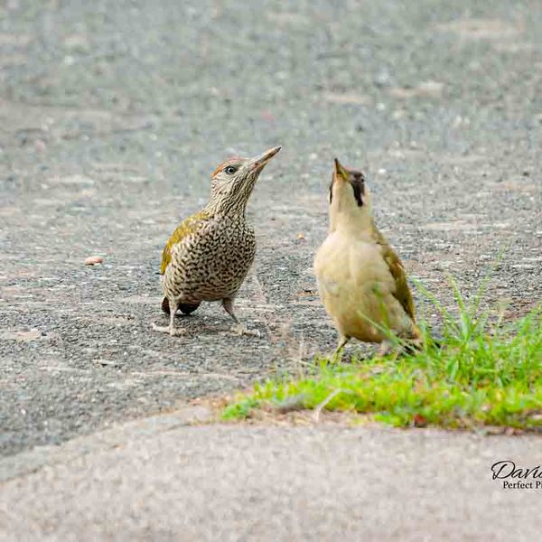 Green Woodpeckers Leicester 2014
