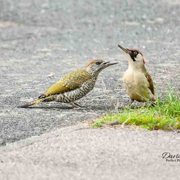Green Woodpeckers Leicester 2014