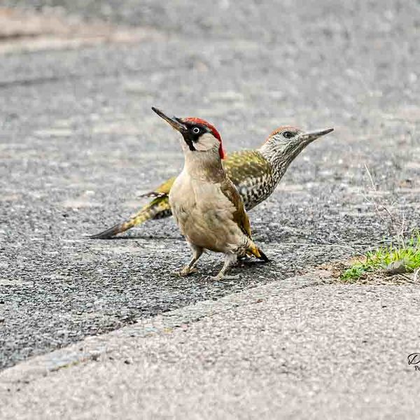 Green Woodpeckers Leicester 2014