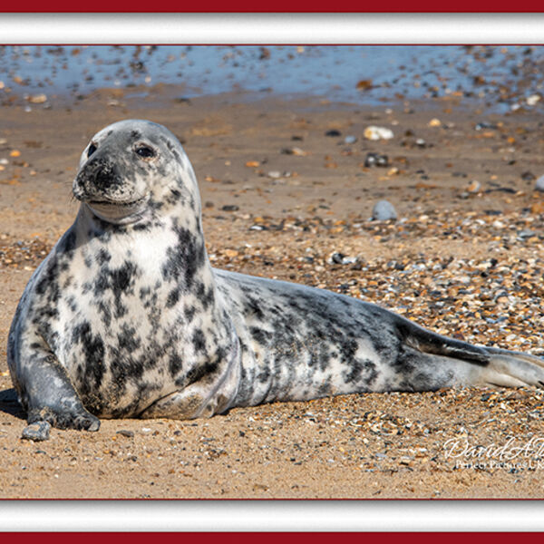 Grey Seal