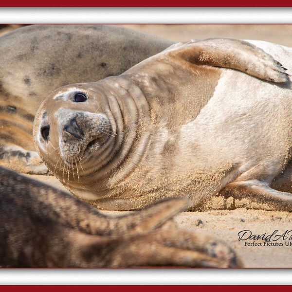Grey Seal
