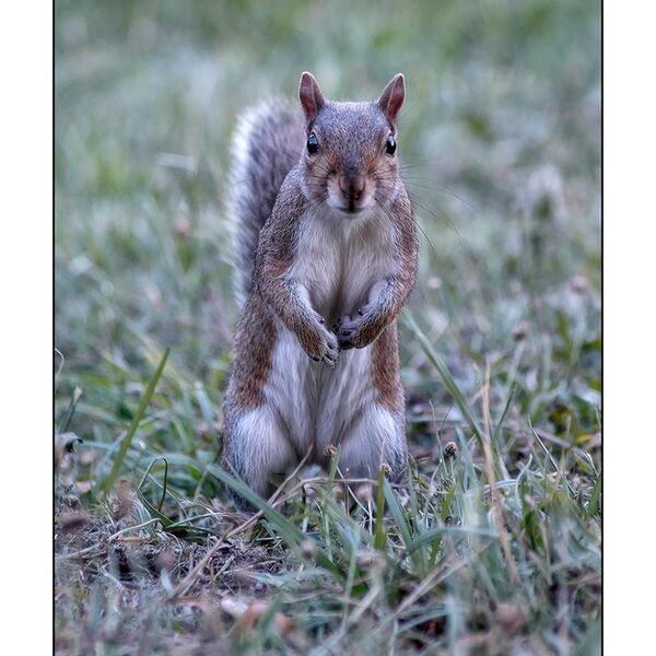 Grey Squirrel - Regents Park London