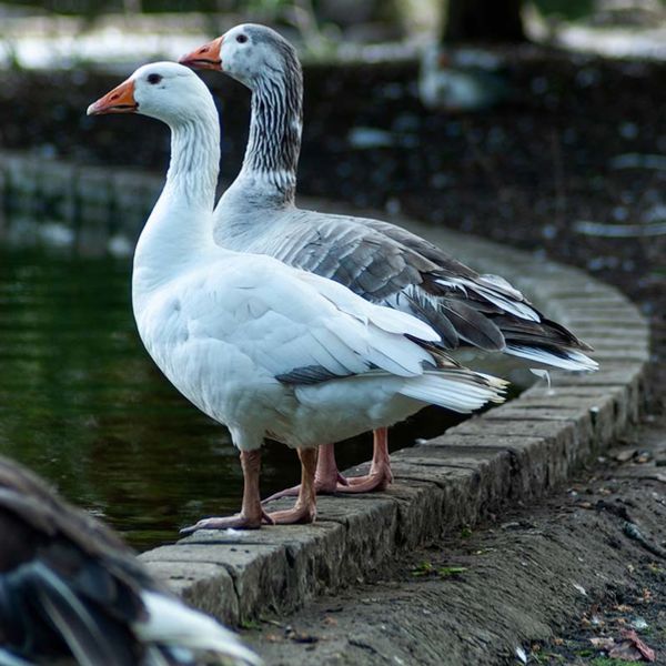 Greylag Goose