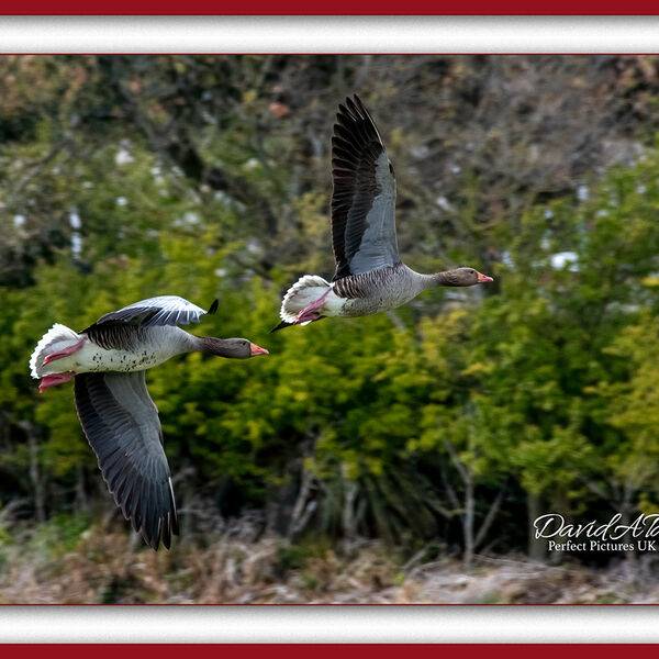 Greylag Goose