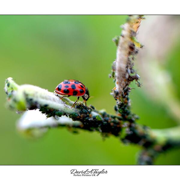 Harlequin Ladybird