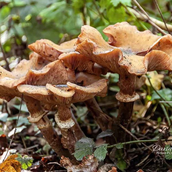 Honey Fungus