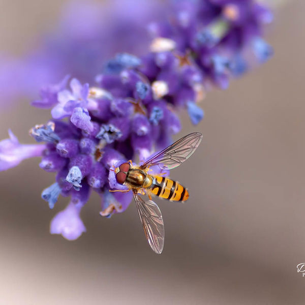Hoverfly