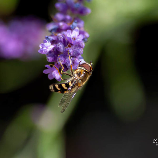 Hoverfly