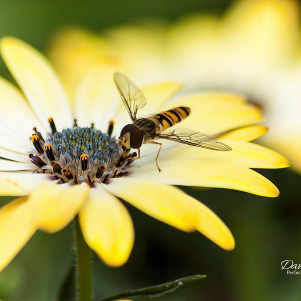 Hoverfly
