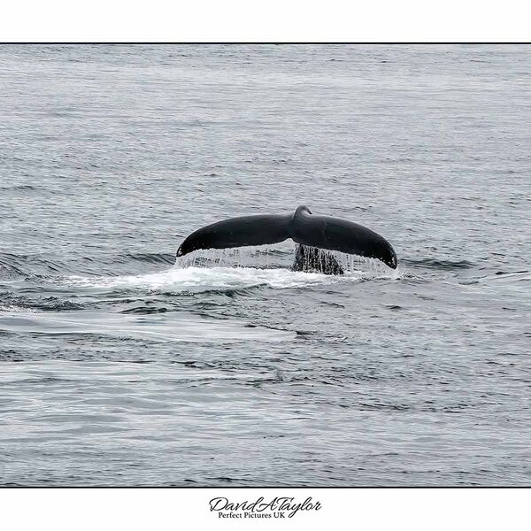 Humpback Whales Alaska
