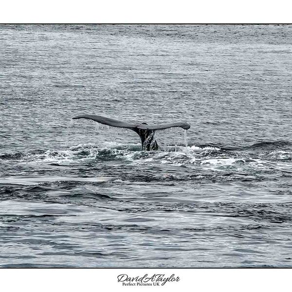 Humpback Whales Alaska