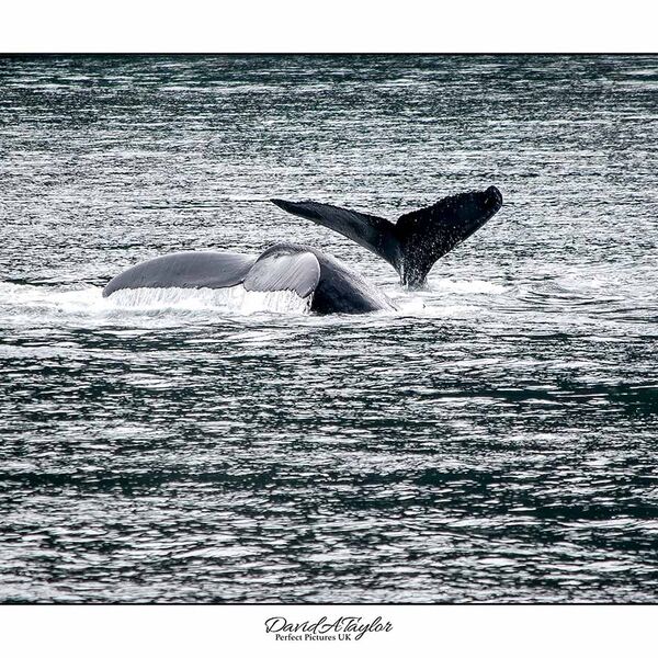 Humpback Whales Alaska