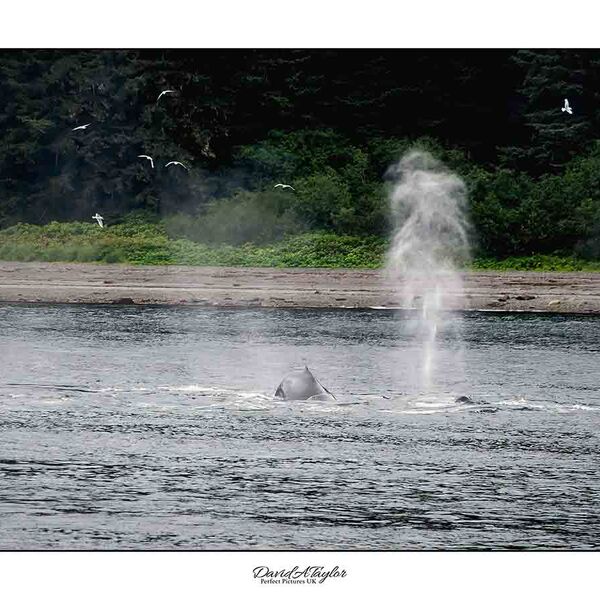 Humpback Whales Alaska