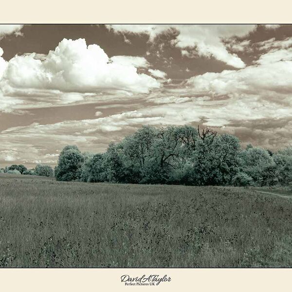 Infrared Photograph - Landscape