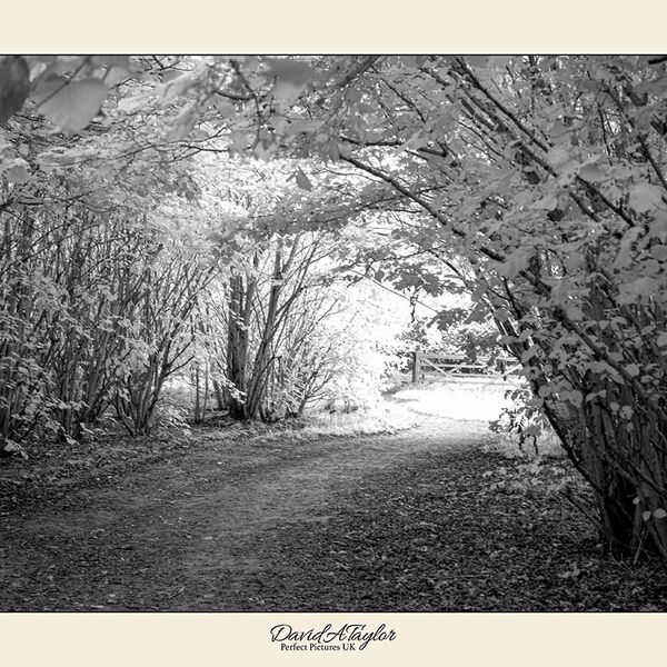 Infrared Photograph - Woodland path