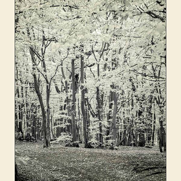 Infrared Photograph - Woodland walk