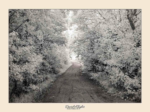 Infrared Photography