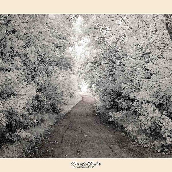 Infrared Photograph - Woodland path